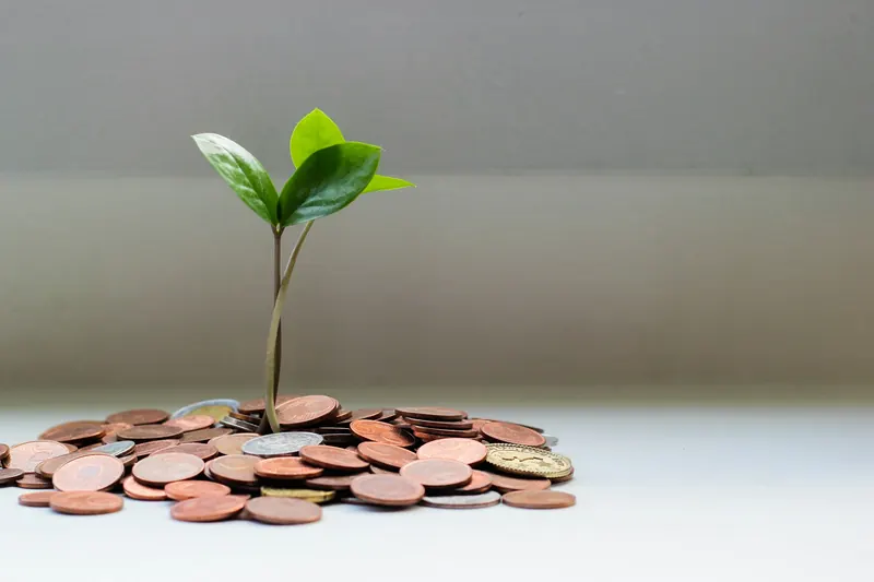 Coins with a young plant sprouting, symbolizing steady growth